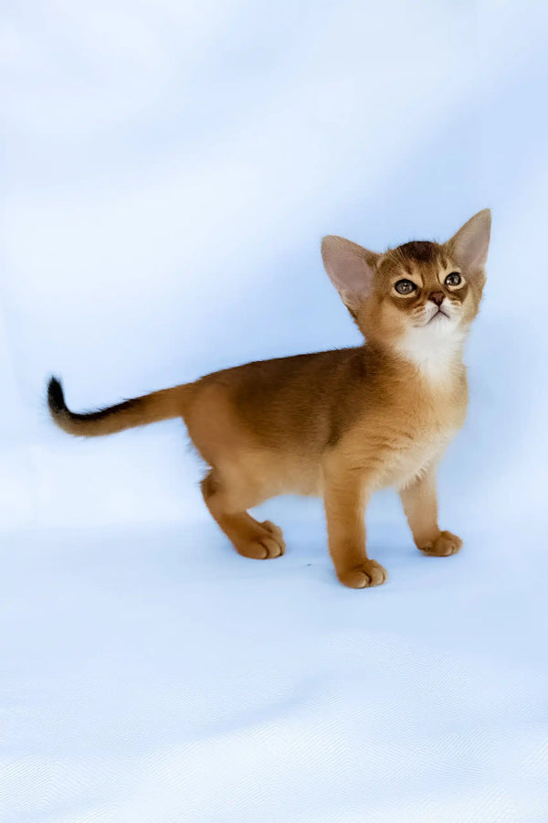 Cecilia | abyssinian kitten