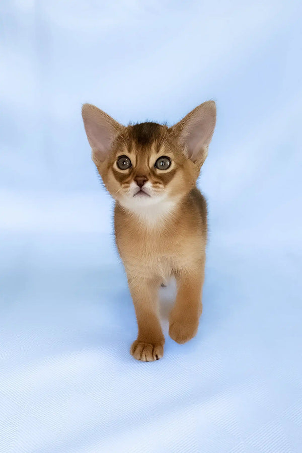 Cecilia | abyssinian kitten