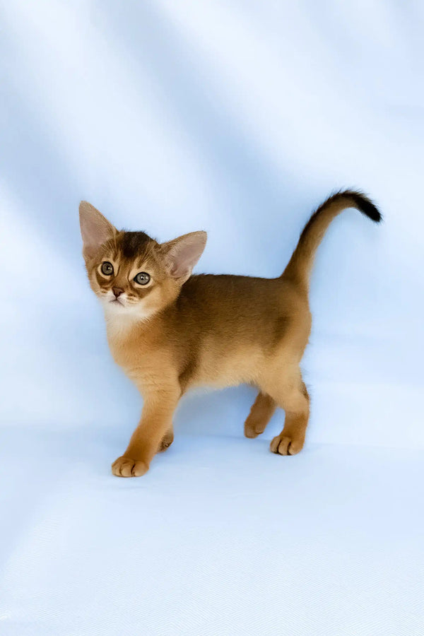 Cecilia | abyssinian kitten