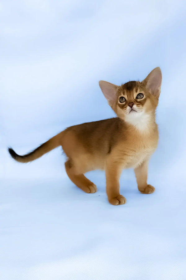 Cecilia | abyssinian kitten