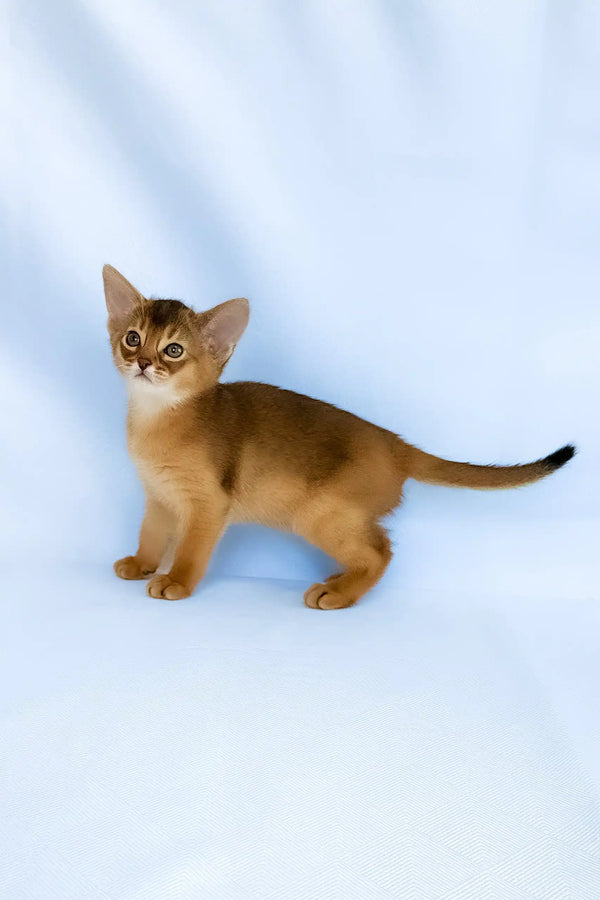 Cecilia | abyssinian kitten