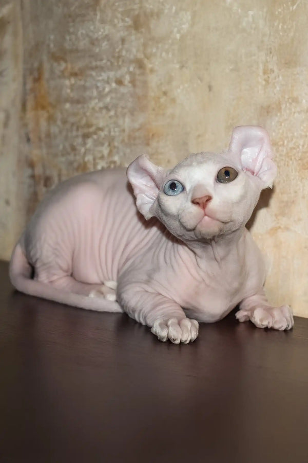 Cecilia | elf sphynx kitten