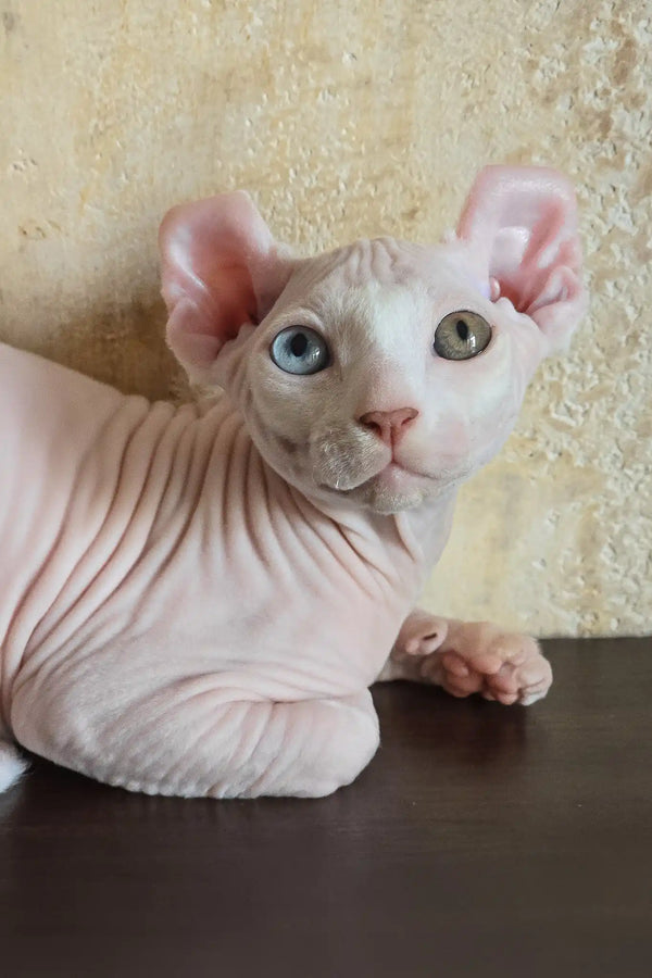 Cecilia | elf sphynx kitten