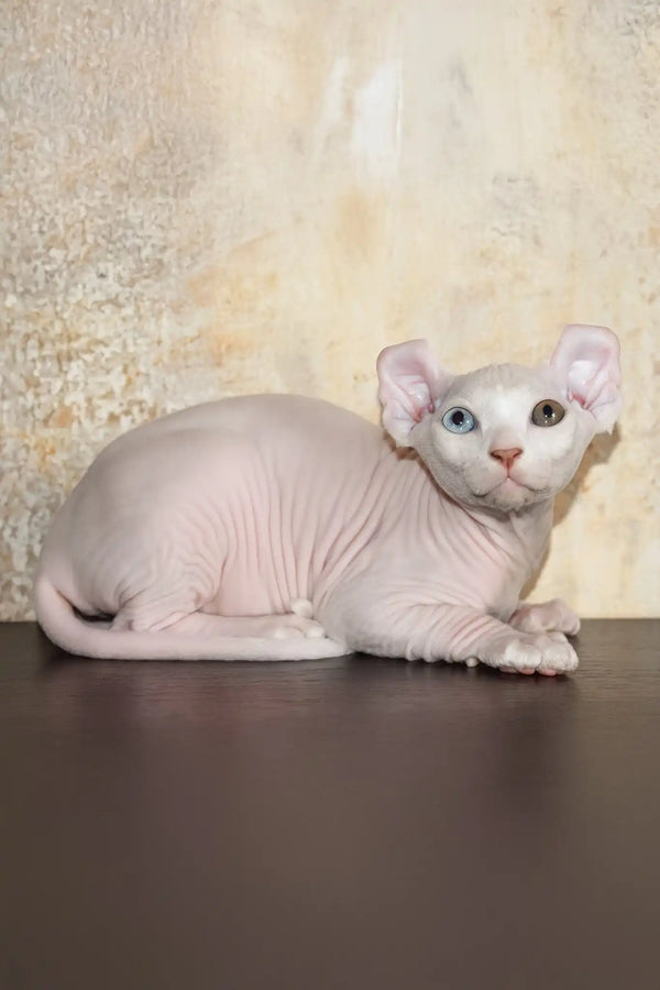 Cecilia | elf sphynx kitten