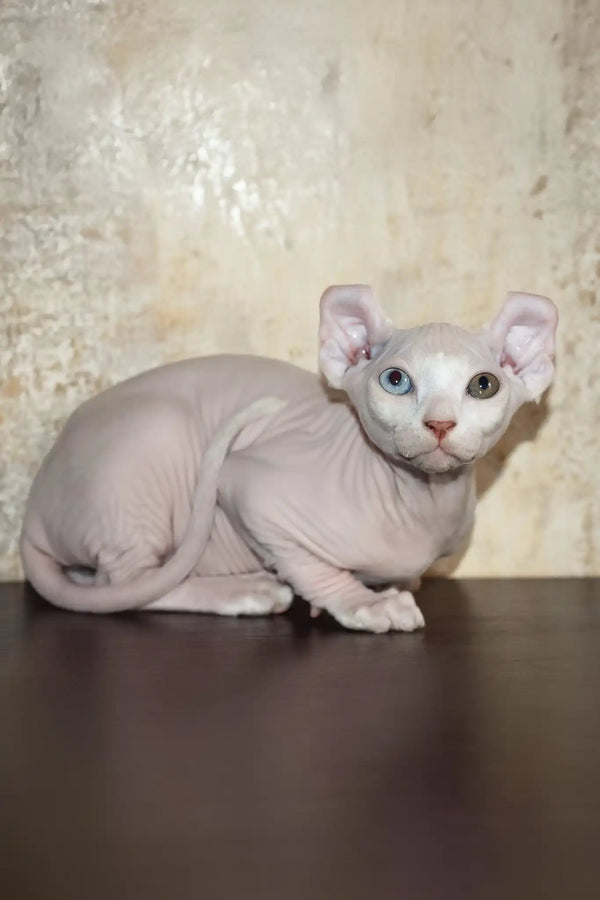 Cecilia | elf sphynx kitten