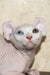 Cecilia | elf sphynx kitten