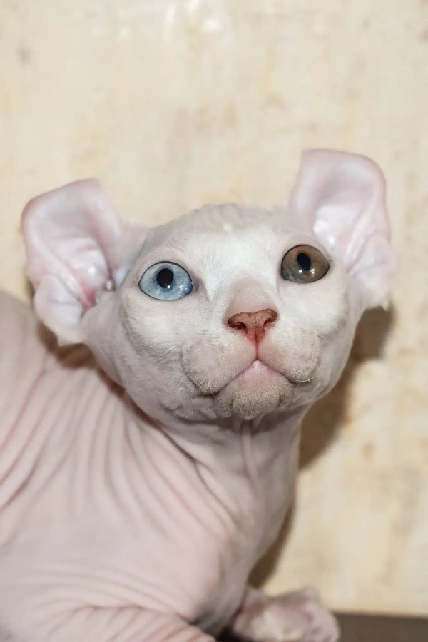 Cecilia | elf sphynx kitten