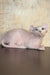 Cecilia | elf sphynx kitten