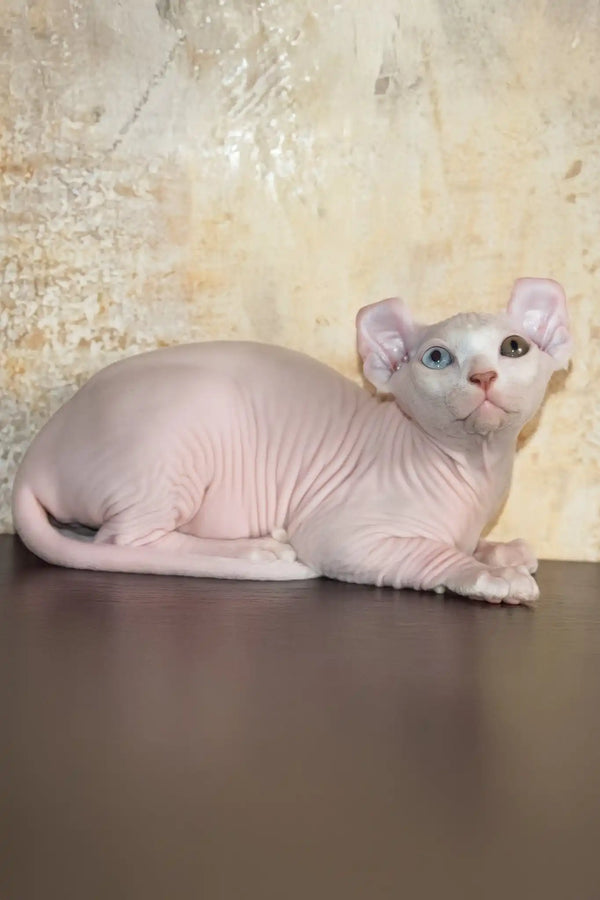 Cecilia | elf sphynx kitten