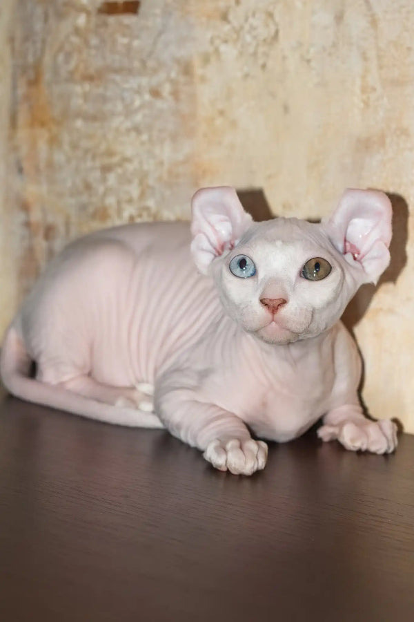 Cecilia | elf sphynx kitten
