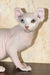 Cecilia | elf sphynx kitten