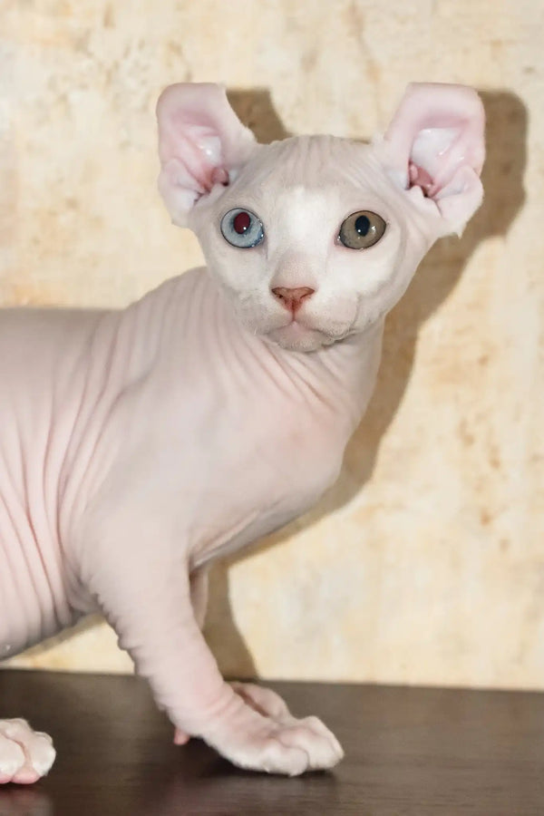 Cecilia | elf sphynx kitten