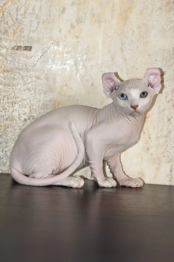 Cecilia | elf sphynx kitten
