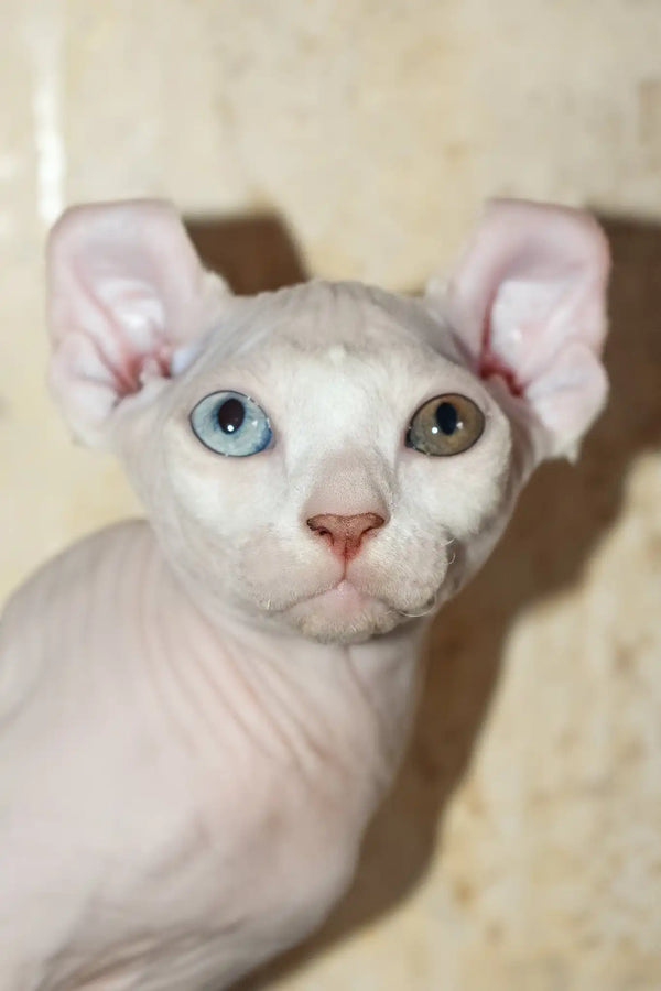 Cecilia | elf sphynx kitten