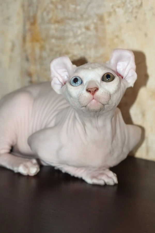 Cecilia | elf sphynx kitten