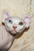 Cecilia | elf sphynx kitten