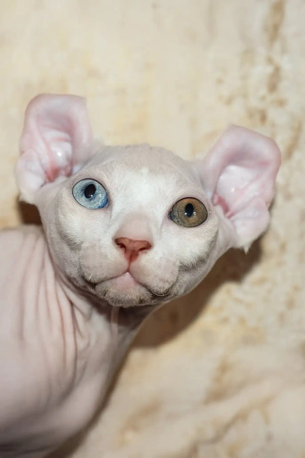 Cecilia | elf sphynx kitten