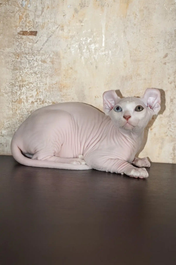Cecilia | elf sphynx kitten