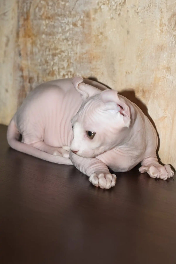 Cecilia | elf sphynx kitten
