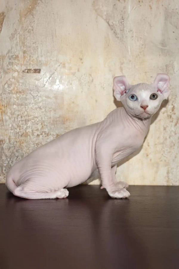 Cecilia | elf sphynx kitten