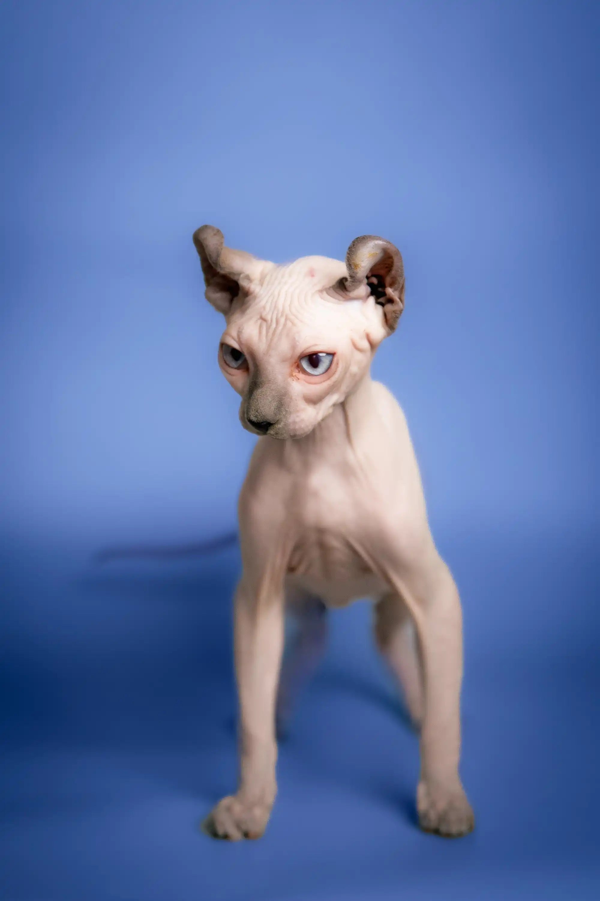 Sphynx Cats for Sale | Kittens For Cedar | Elf Kitten