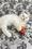 Cedric | Ragdoll Kitten