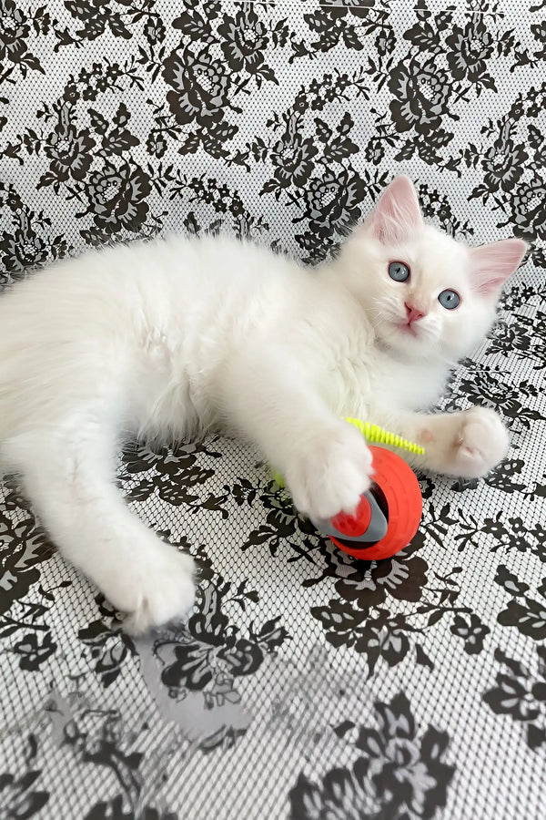 Cedric | ragdoll kitten