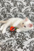 Cedric | ragdoll kitten