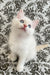 Cedric | ragdoll kitten
