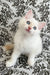 Cedric | ragdoll kitten