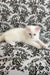 Cedric | ragdoll kitten