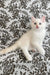 Cedric | ragdoll kitten