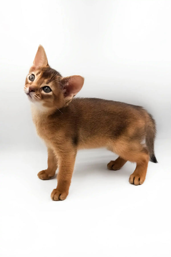 Celeste | abyssinian kitten