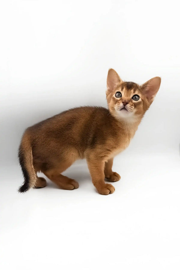 Celeste | abyssinian kitten