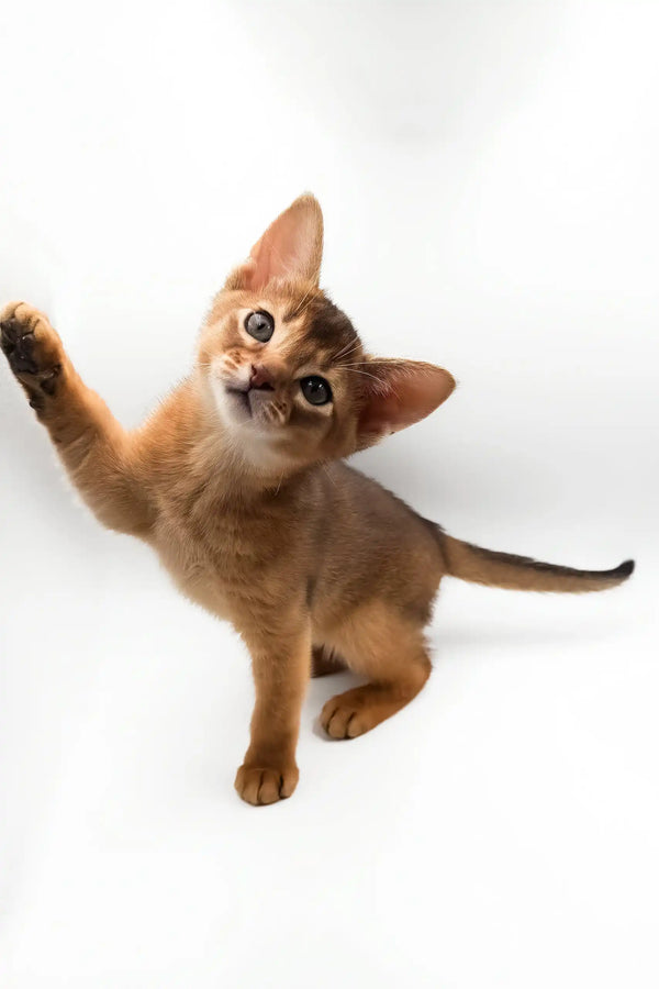 Celeste | abyssinian kitten
