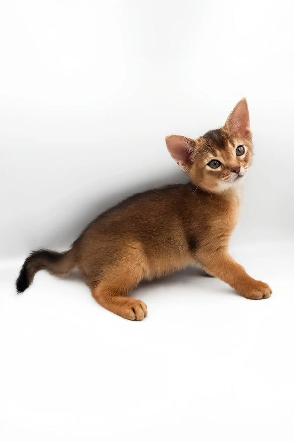 Celeste | abyssinian kitten