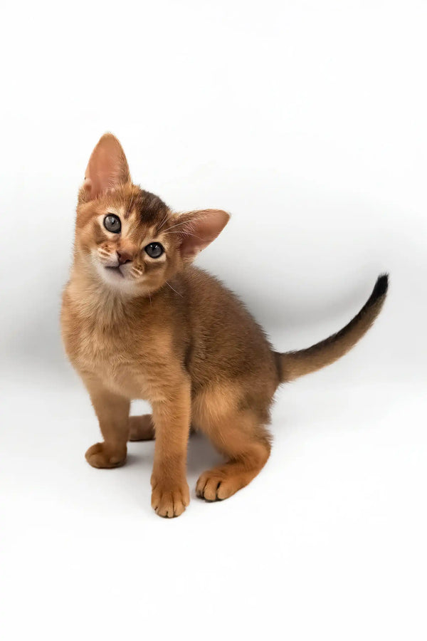 Celeste | abyssinian kitten