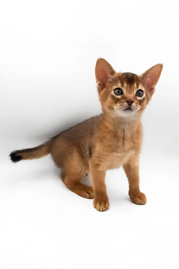 Celeste | abyssinian kitten