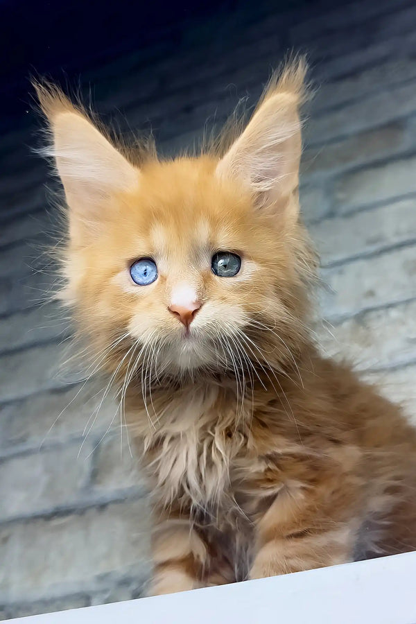Celvin | maine coon kitten