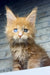 Celvin | maine coon kitten