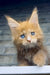Celvin | maine coon kitten