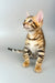 Bengal kitten with stunning markings featured in Cesar Bengal Kitten product