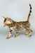 Spotted Bengal kitten from the Cesar Bengal Kitten collection, playful and adorable