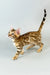 Adorable Spotted Bengal kitten from the Cesar Bengal Kitten collection