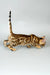 Spotted Bengal cat from Cesar, perfect for your Bengal kitten collection