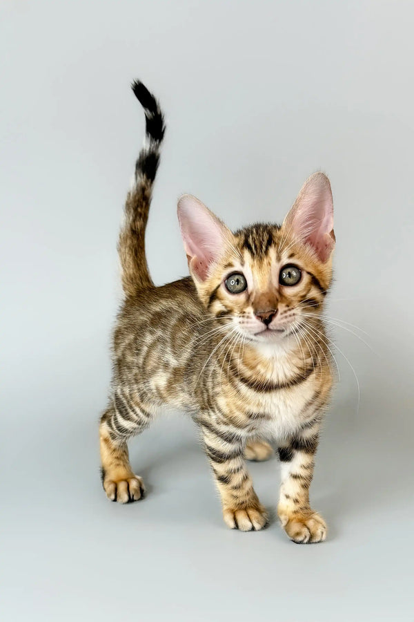 Spotted and striped Bengal kitten from Cesar showcasing adorable patterns