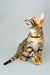 Cute spotted and striped Bengal kitten named Cesar ready for adoption