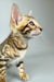 Cute spotted and striped Bengal Kitten from Cesar looking playful and adorable