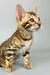 Bengal kitten with a unique striped and spotted coat in Cesar product display