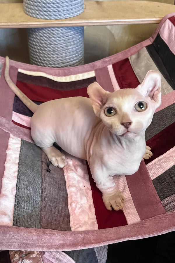 Cezar | dwelf sphynx kitten